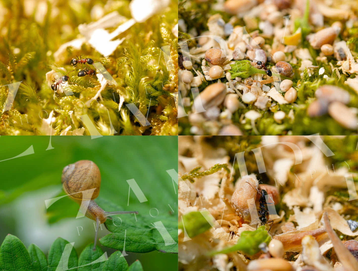 25 Photos Macro Nature & Insectes – Pack Digital Téléchargeable