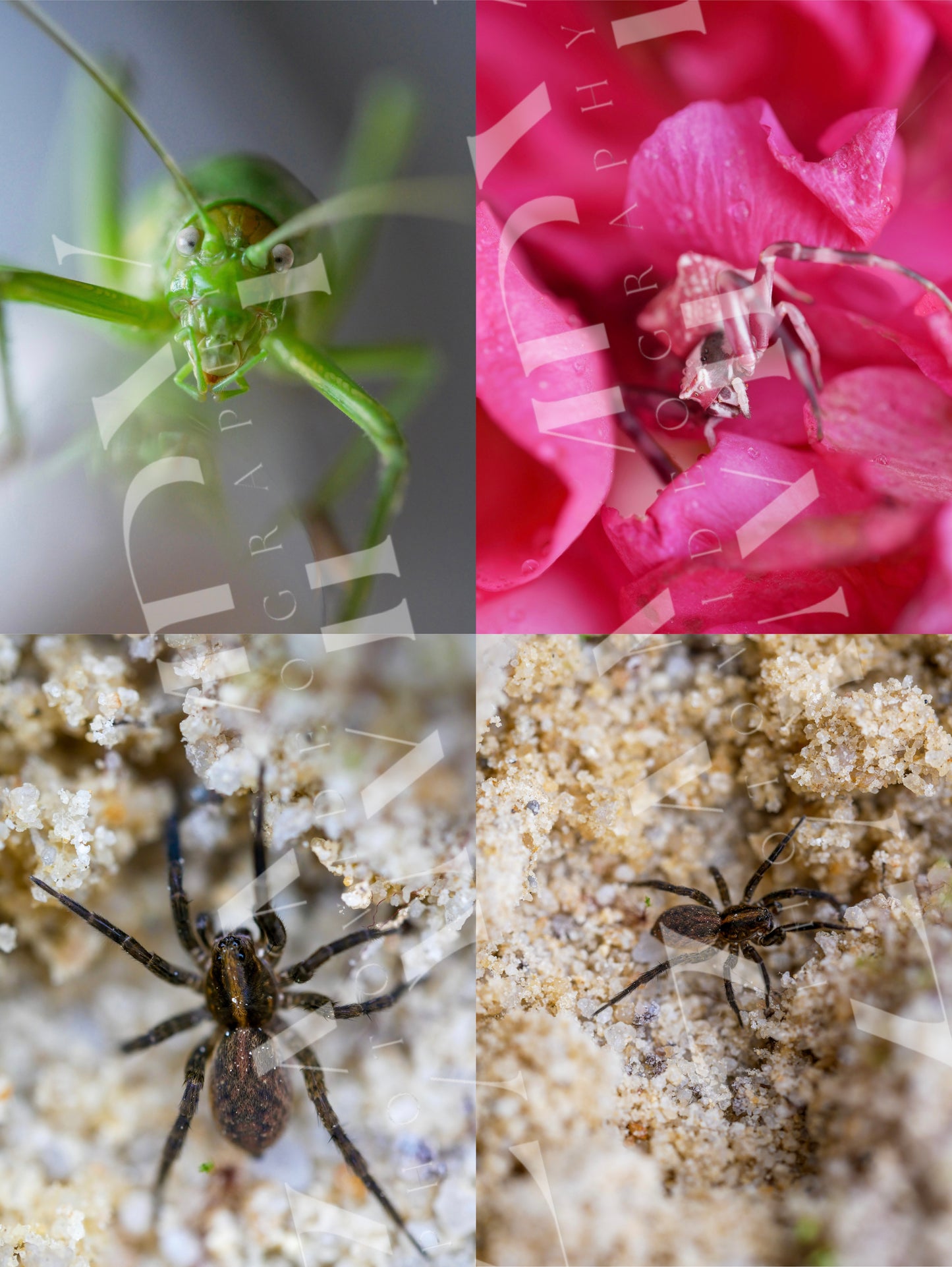 25 Photos Macro Nature & Insectes – Pack Digital Téléchargeable