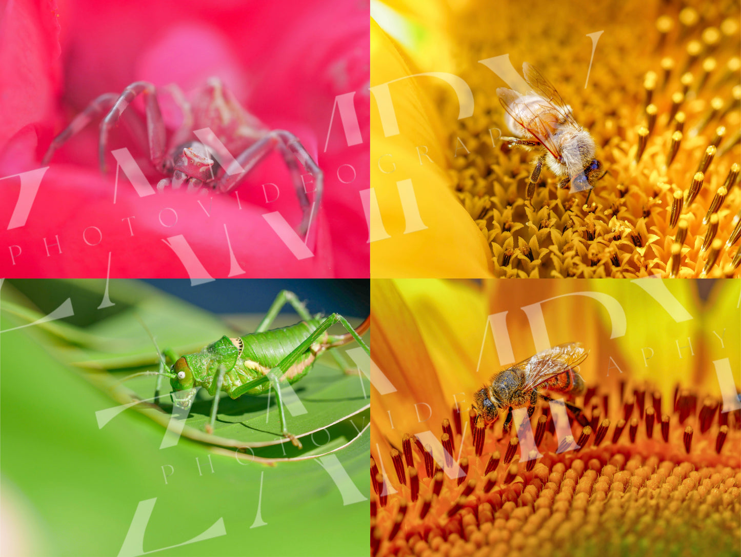 25 Photos Macro Nature & Insectes – Pack Digital Téléchargeable