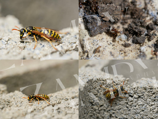 25 Photos Macro Nature & Insectes – Pack Digital Téléchargeable