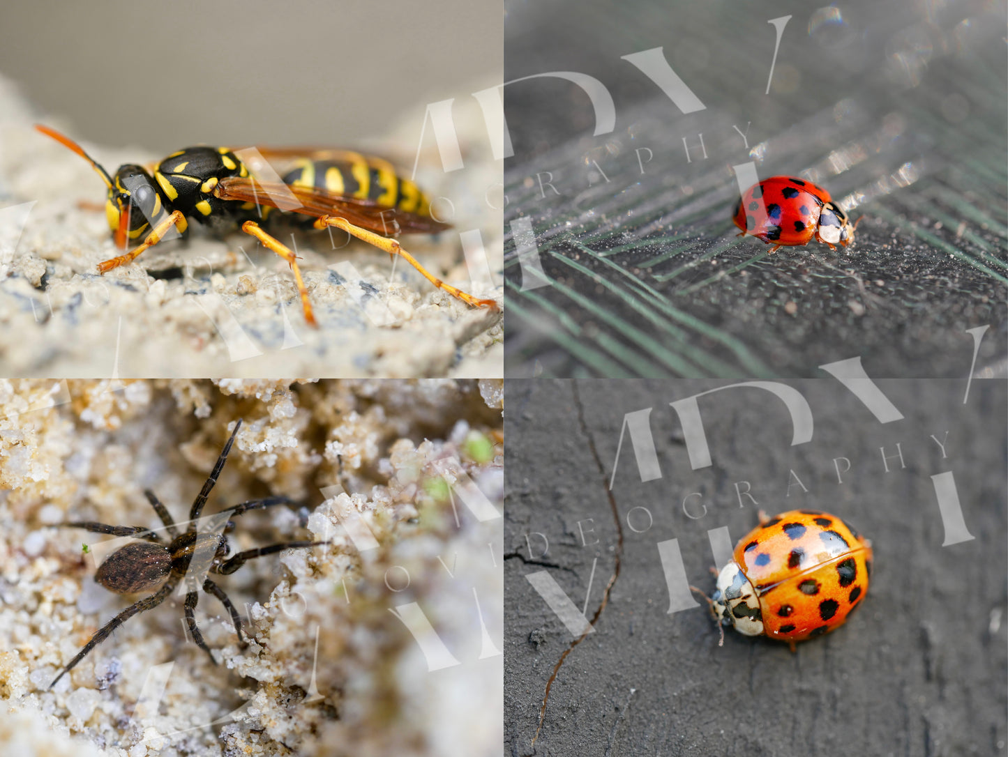 25 Photos Macro Nature & Insectes – Pack Digital Téléchargeable