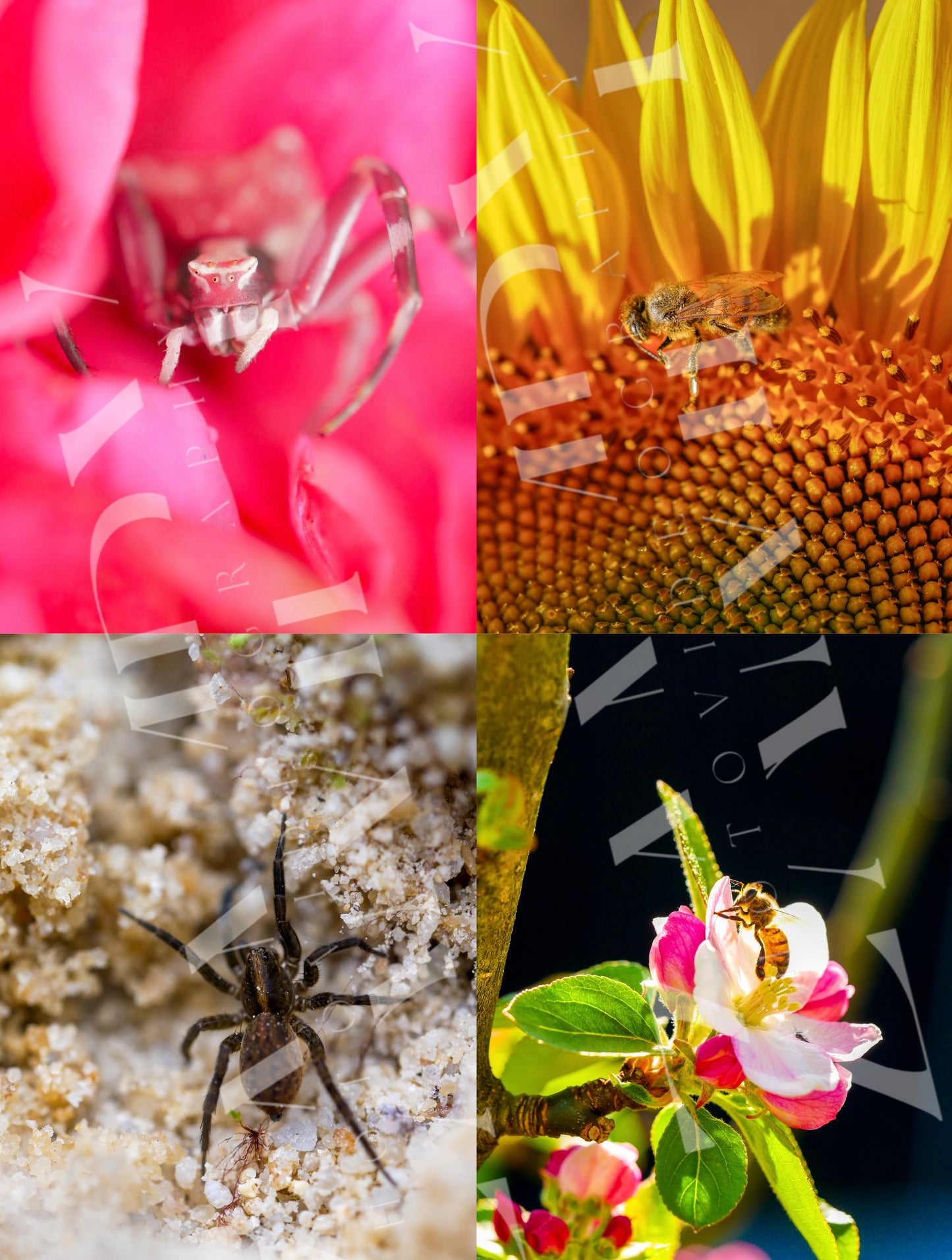 25 Photos Macro Nature & Insectes – Pack Digital Téléchargeable