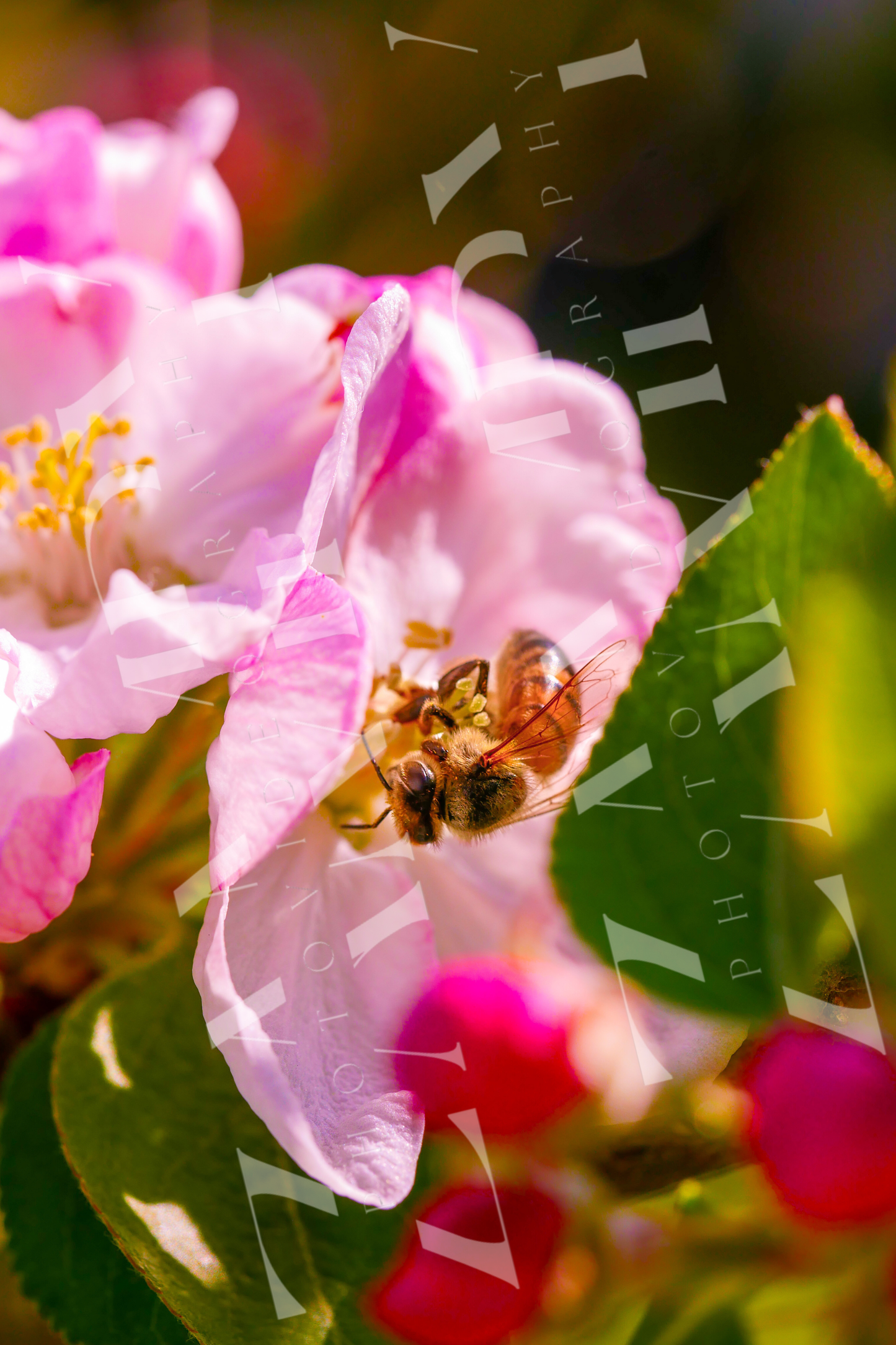 25 Photos Macro Nature & Insectes – Pack Digital Téléchargeable