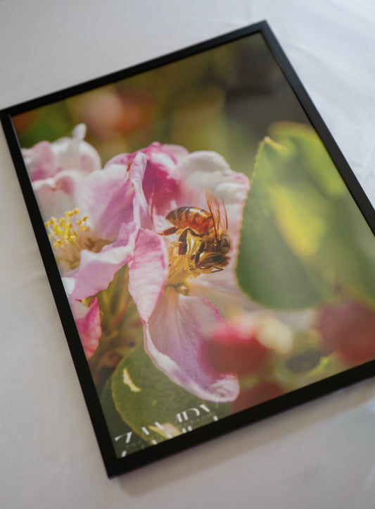 Nectar – Poster (30x40 cm, sans cadre)