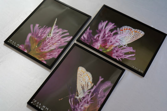 Éclosion Sauvage – Lot de 3 cadres signés (30x40 cm)